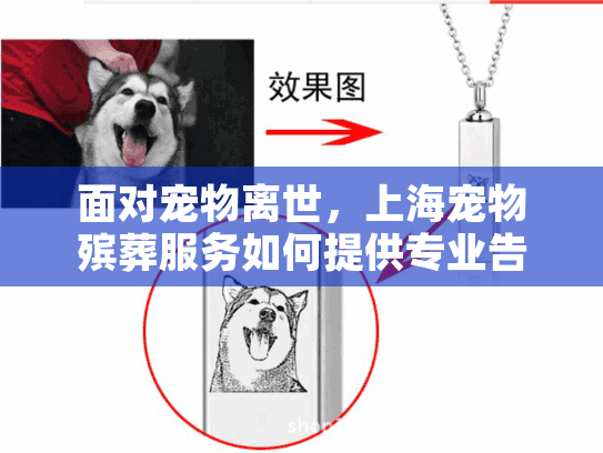 面对宠物离世，上海宠物殡葬服务如何提供专业告别仪式？