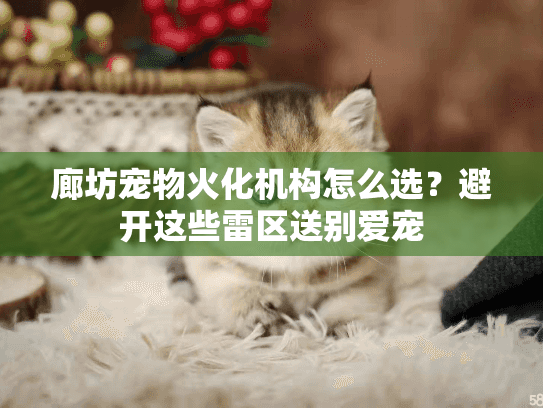 廊坊宠物火化机构怎么选？避开这些雷区送别爱宠