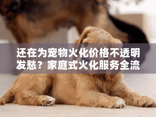 还在为宠物火化价格不透明发愁？家庭式火化服务全流程解密
