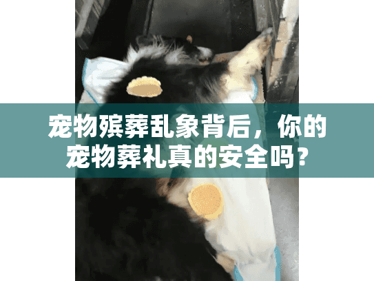 宠物殡葬乱象背后，你的宠物葬礼真的安全吗？