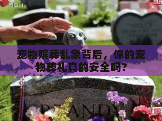 宠物殡葬乱象背后，你的宠物葬礼真的安全吗？