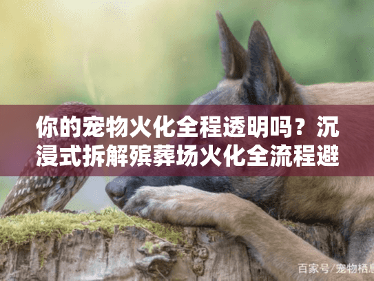 你的宠物火化全程透明吗？沉浸式拆解殡葬场火化全流程避坑指南