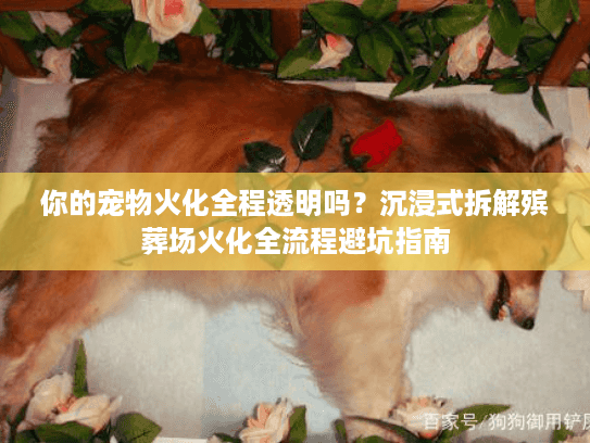 你的宠物火化全程透明吗？沉浸式拆解殡葬场火化全流程避坑指南