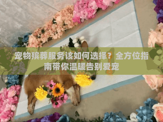 宠物殡葬服务该如何选择？全方位指南带你温暖告别爱宠