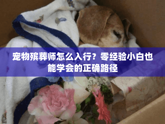 宠物殡葬师怎么入行？零经验小白也能学会的正确路径