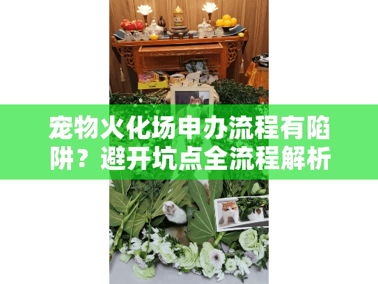 宠物火化场申办流程有陷阱？避开坑点全流程解析