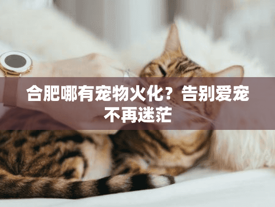 合肥哪有宠物火化？告别爱宠不再迷茫