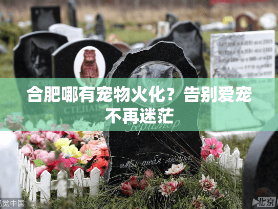 合肥哪有宠物火化？告别爱宠不再迷茫