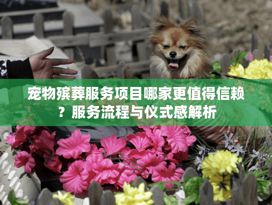 宠物殡葬服务项目哪家更值得信赖？服务流程与仪式感解析