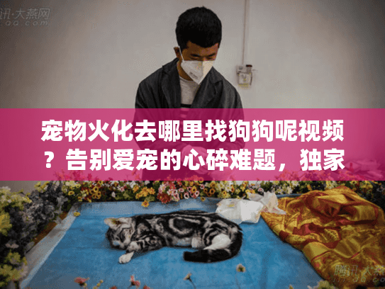 宠物火化去哪里找狗狗呢视频？告别爱宠的心碎难题，独家实战破解