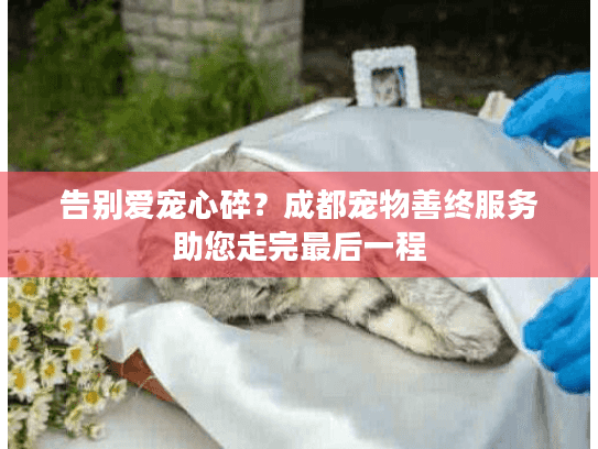 告别爱宠心碎？成都宠物善终服务助您走完最后一程