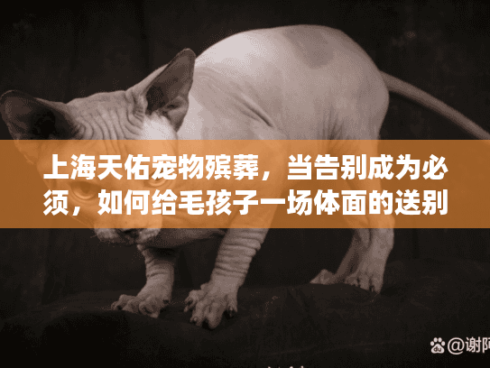 上海天佑宠物殡葬，当告别成为必须，如何给毛孩子一场体面的送别？
