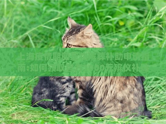 上海疫情期间宠物殡葬补助申请指南:如何领取官方1000元殡仪补贴