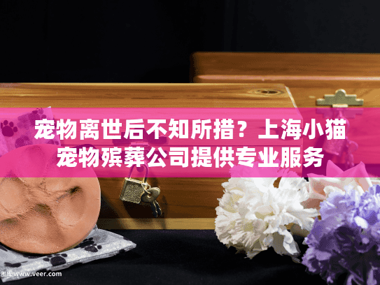 宠物离世后不知所措？上海小猫宠物殡葬公司提供专业服务