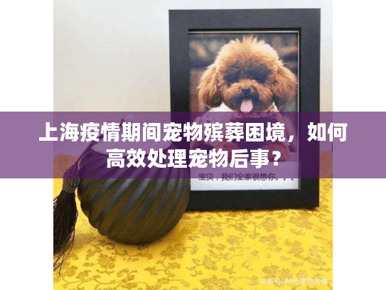 上海疫情期间宠物殡葬困境，如何高效处理宠物后事？