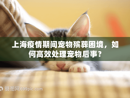 上海疫情期间宠物殡葬困境，如何高效处理宠物后事？