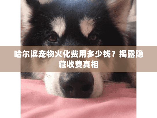 哈尔滨宠物火化费用多少钱？揭露隐藏收费真相