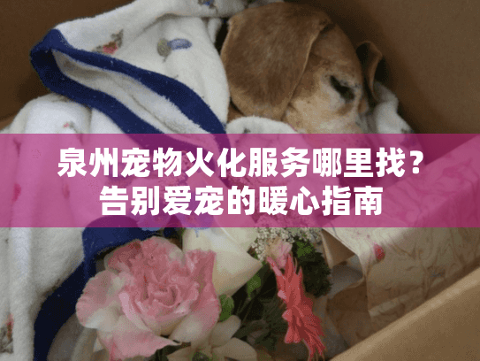泉州宠物火化服务哪里找？告别爱宠的暖心指南