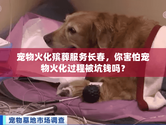 宠物火化殡葬服务长春，你害怕宠物火化过程被坑钱吗？