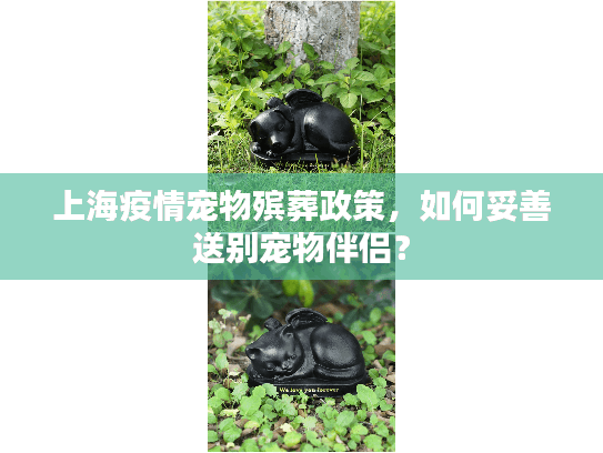 上海疫情宠物殡葬政策，如何妥善送别宠物伴侣？
