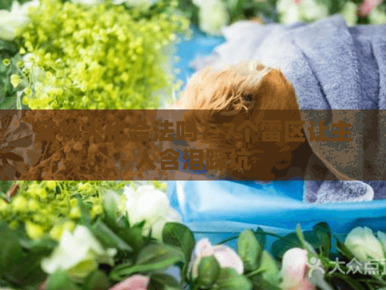 宠物火化合法吗?7个雷区让主人含泪踩坑 宠物火化合法吗?7个雷区让主人含泪踩坑