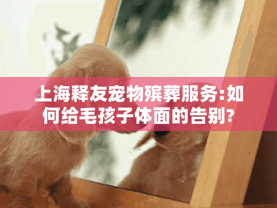 上海释友宠物殡葬服务:如何给毛孩子体面的告别?