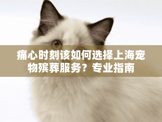 痛心时刻该如何选择上海宠物殡葬服务？专业指南