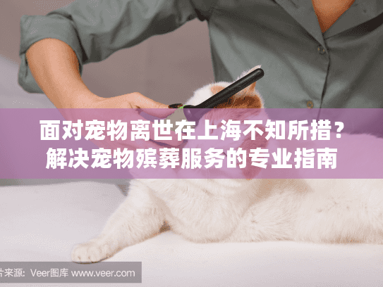面对宠物离世在上海不知所措？解决宠物殡葬服务的专业指南