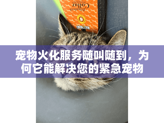 宠物火化服务随叫随到，为何它能解决您的紧急宠物告别难题？