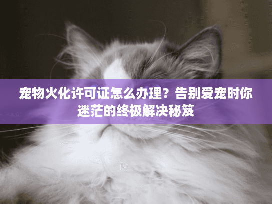 宠物火化许可证怎么办理？告别爱宠时你迷茫的终极解决秘笈