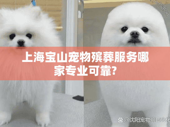 上海宝山宠物殡葬服务哪家专业可靠?