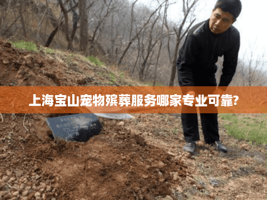 上海宝山宠物殡葬服务哪家专业可靠?