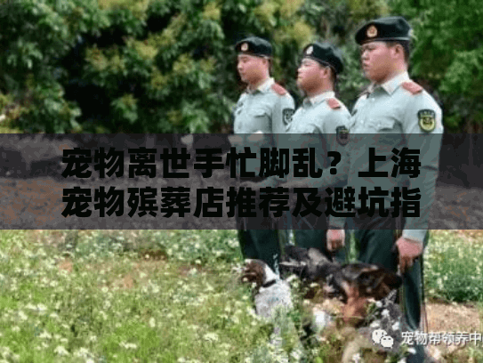 宠物离世手忙脚乱？上海宠物殡葬店推荐及避坑指南