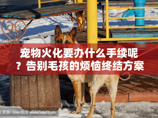 宠物火化要办什么手续呢？告别毛孩的烦恼终结方案