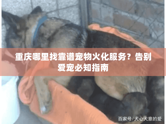重庆哪里找靠谱宠物火化服务？告别爱宠必知指南
