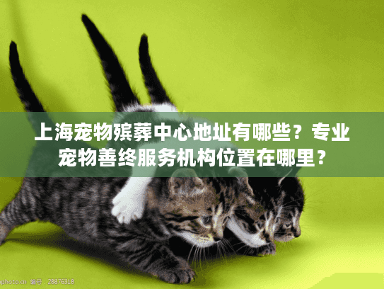 上海宠物殡葬中心地址有哪些？专业宠物善终服务机构位置在哪里？