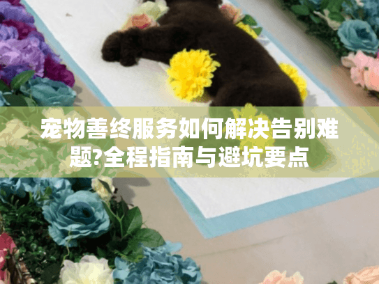宠物善终服务如何解决告别难题?全程指南与避坑要点