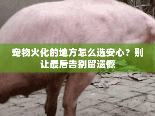 宠物火化的地方怎么选安心？别让最后告别留遗憾