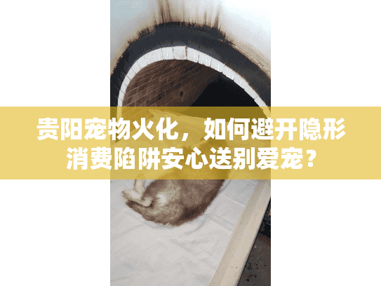 贵阳宠物火化，如何避开隐形消费陷阱安心送别爱宠？