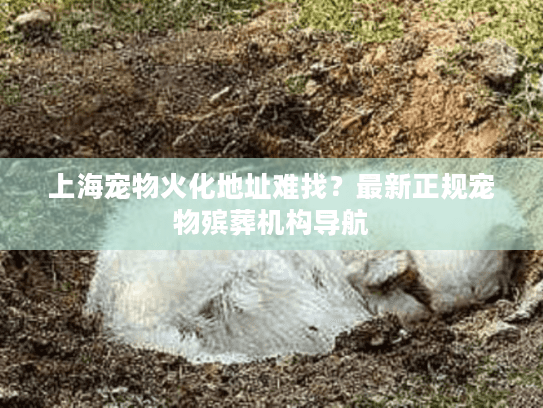 上海宠物火化地址难找？最新正规宠物殡葬机构导航