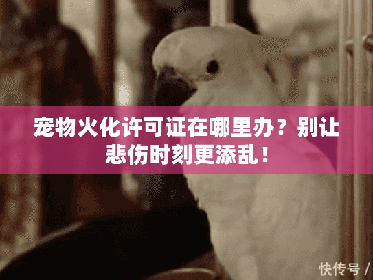 宠物火化许可证在哪里办？别让悲伤时刻更添乱！