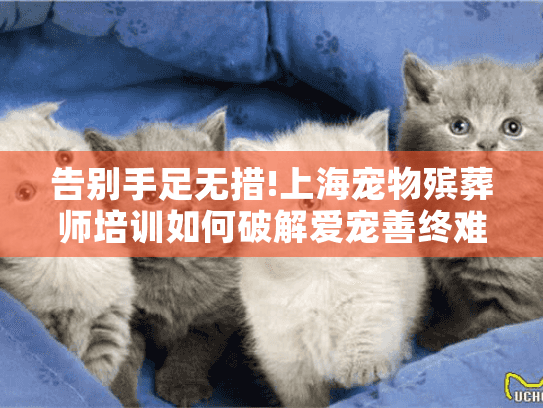 告别手足无措!上海宠物殡葬师培训如何破解爱宠善终难题?