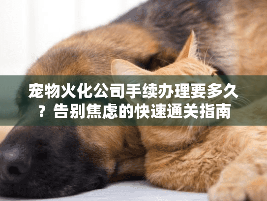 宠物火化公司手续办理要多久？告别焦虑的快速通关指南