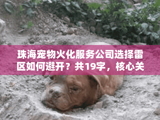 珠海宠物火化服务公司选择雷区如何避开？共19字，核心关键词前置，采用疑问句+痛点句式）