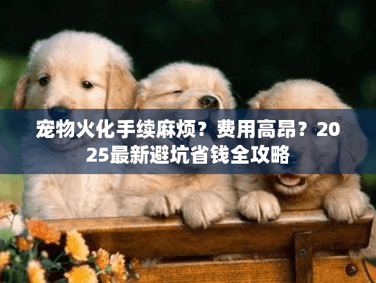 宠物火化手续麻烦？费用高昂？2025最新避坑省钱全攻略