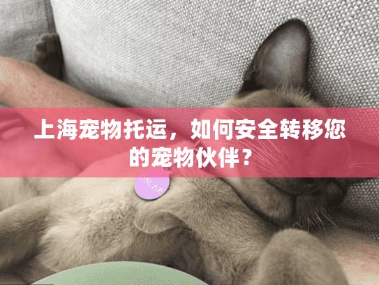 上海宠物托运，如何安全转移您的宠物伙伴？