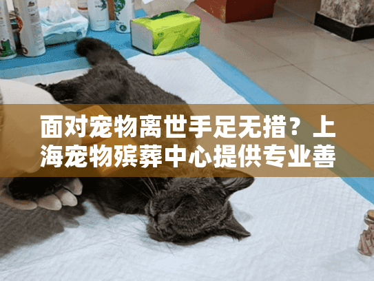 面对宠物离世手足无措？上海宠物殡葬中心提供专业善终指南