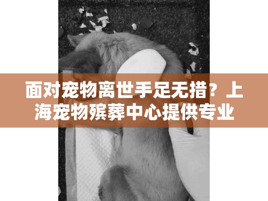 面对宠物离世手足无措？上海宠物殡葬中心提供专业善终指南