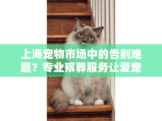 上海宠物市场中的告别难题？专业殡葬服务让爱宠尊严离去
