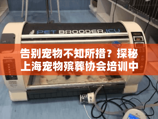 告别宠物不知所措？探秘上海宠物殡葬协会培训中心
